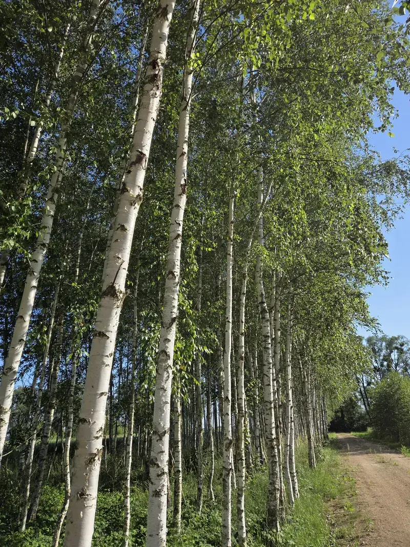 Zacisze na Podlasiu — siedlisko